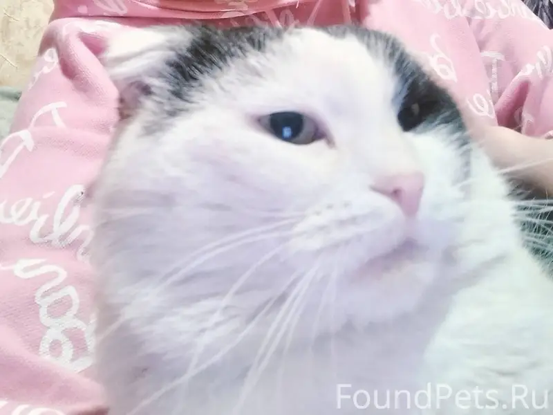 Пропал кот откликается на клич...