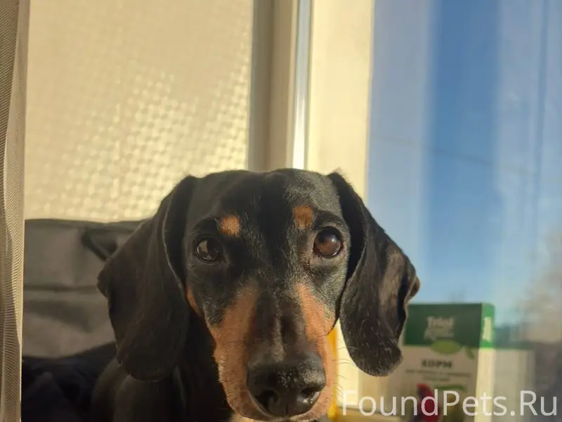 Потерялась собака , такса , де...