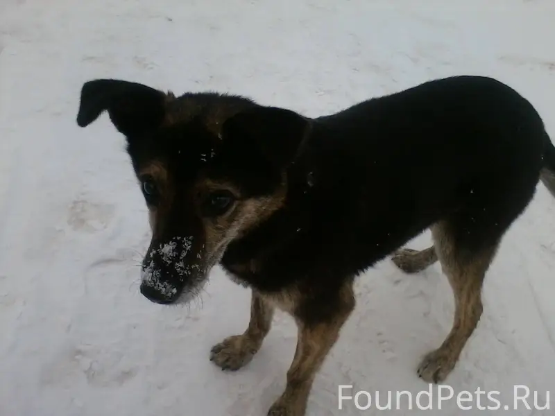 ‼Найдена собака. Срочно ищем с...