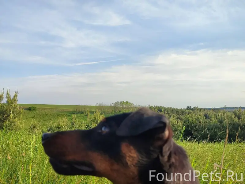 Пропала собака Ягтертер на ухе...