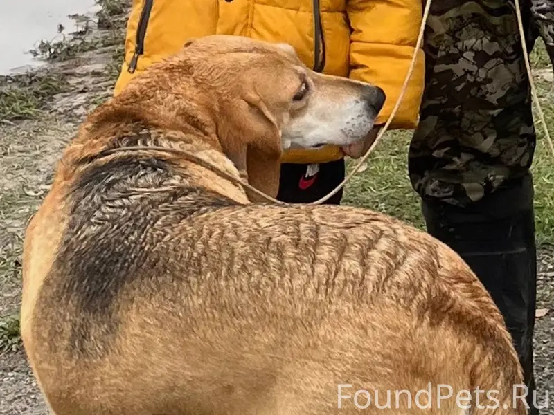 Потерялась собака, может быть ...
