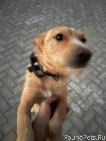 Пропал пёс в районе Киевского ...