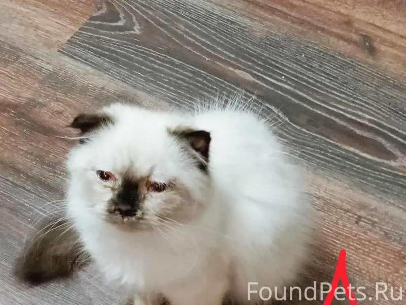 Пропал кот на Первомайской, Ра...