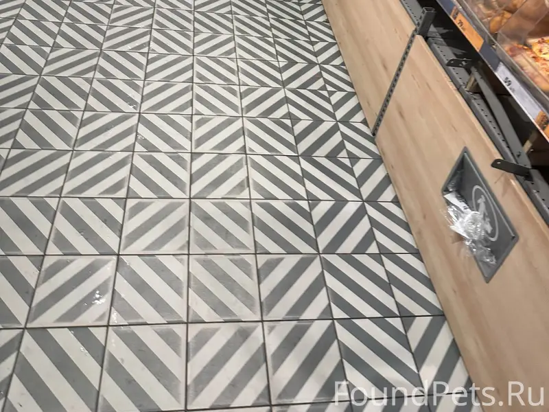 Найдена собака (чихуахуа, моло...