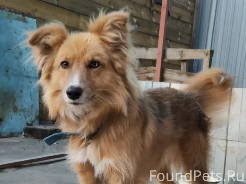 Рощино 2 убежал пёс. 9-го...