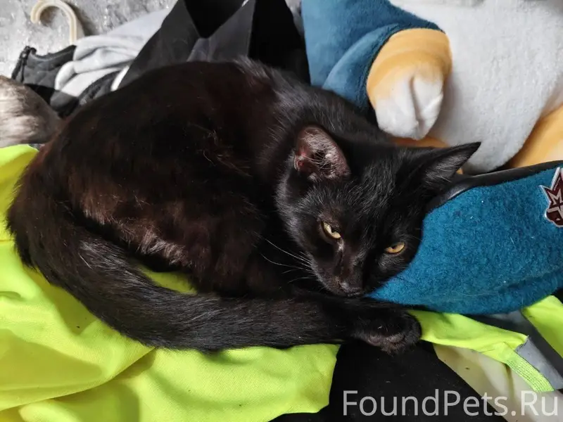 ПРОПАЛ КОТ. РАЙОН 6 ШКОЛЫ. Про...