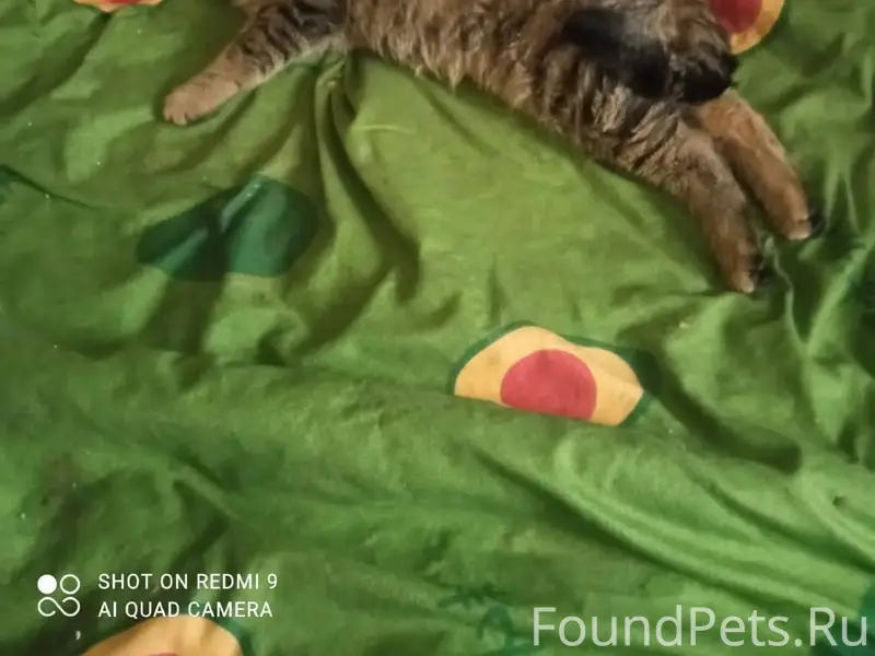 Пропал кот в д.Губино ул...