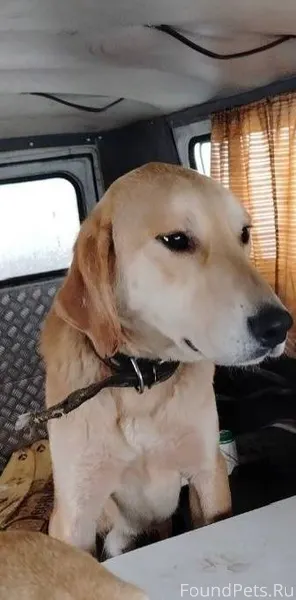 Пропала собака в селе Озёрки. ...