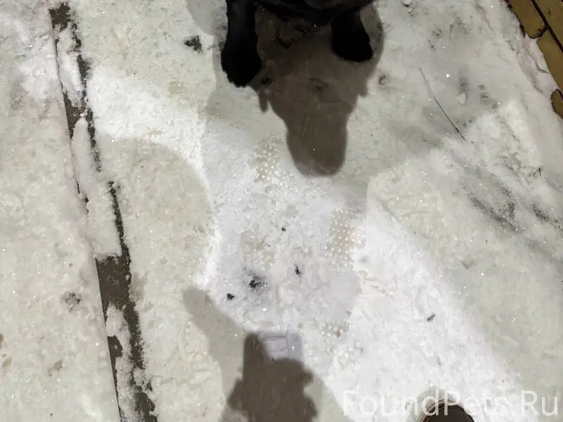 Найден лабрадор в районе Чапае...