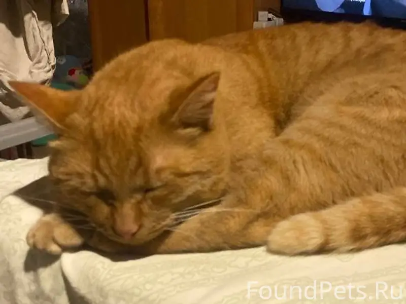 Пропал рыжий кот. На пересечен...