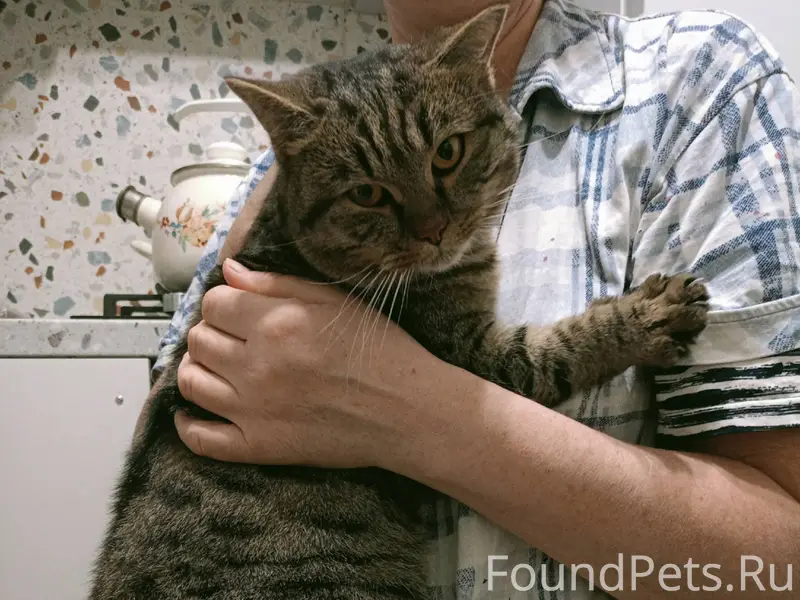 Срочно! Найден кот около дома ...