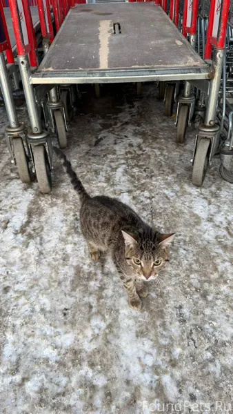 У Бауцентра найдена кошка !! В...