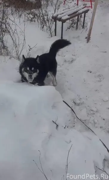 Пропала собака, зовут Джек. Пр...
