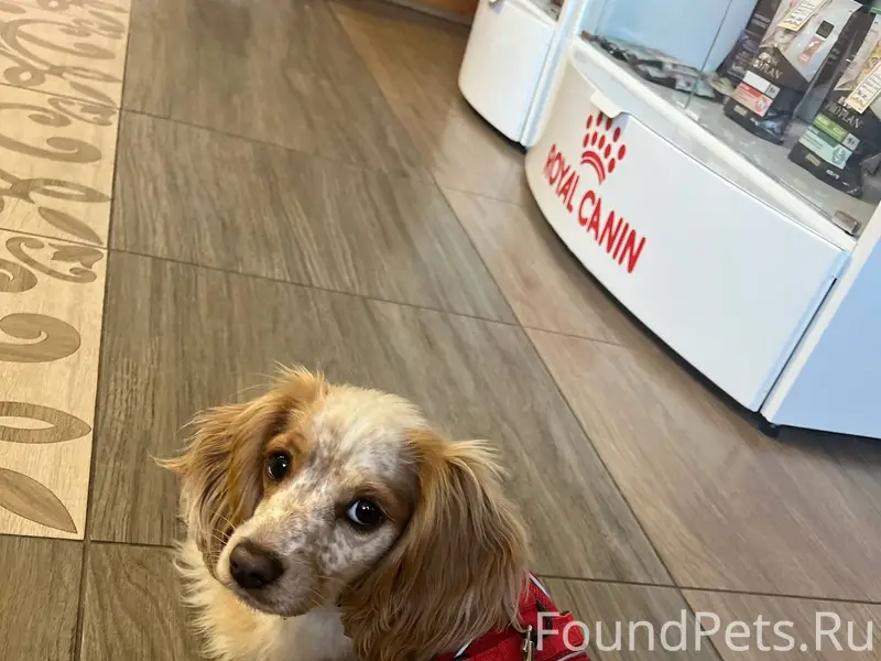 СРОЧНО !!! Пропала собака СЕЛО...