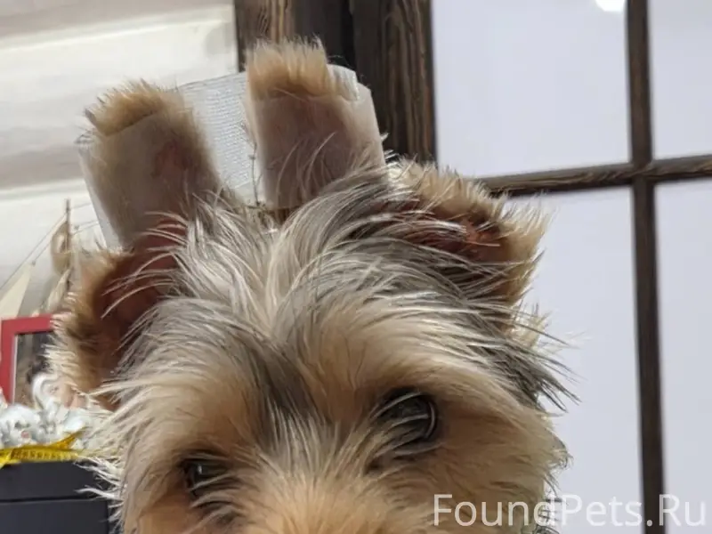 Найдена собака, метис Йорка. И...