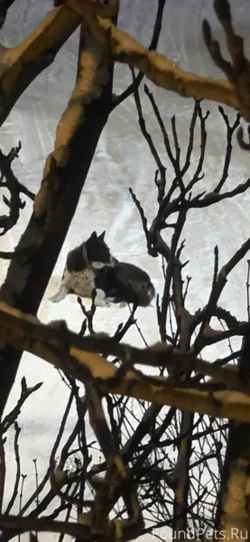 Второй день собака находится н...