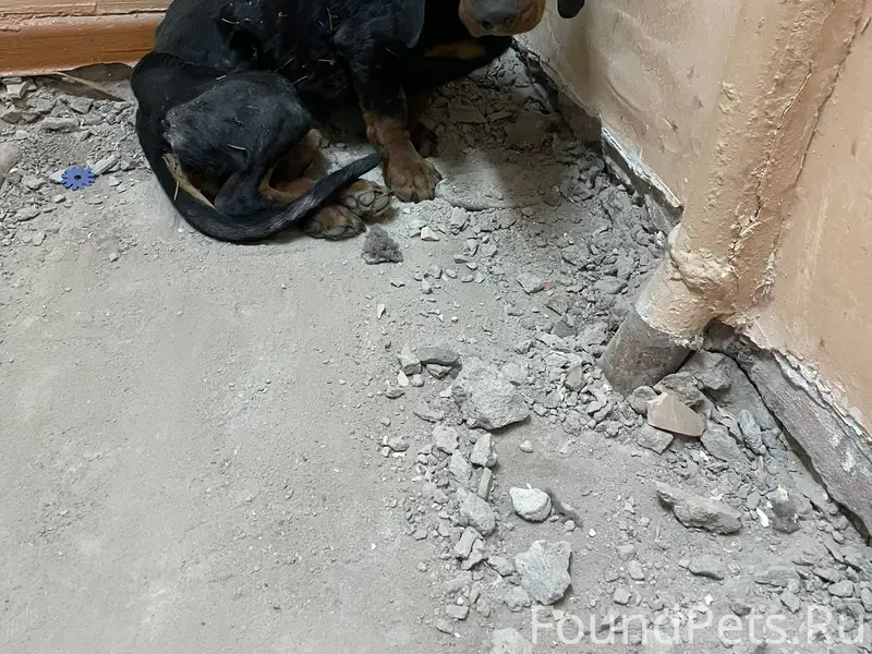 Кто потерял собаку Мкр Запесок...