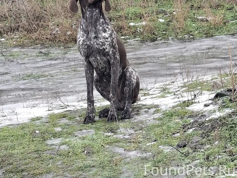 Кто потерял собаку ? Бегала не...