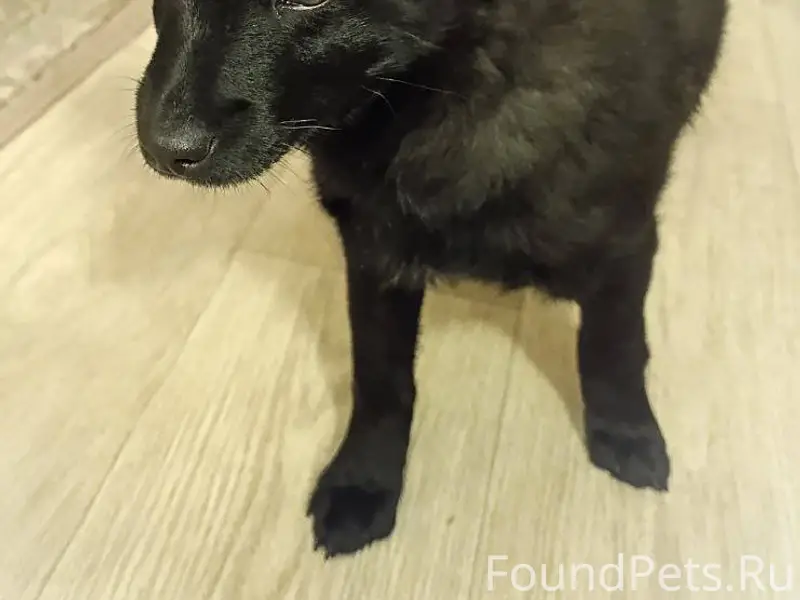 Найдена черная маленькая собака