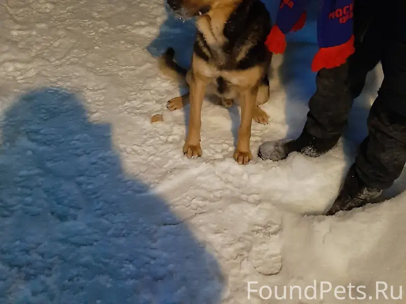🆘🆘🆘Сегодня появился в деревне ...