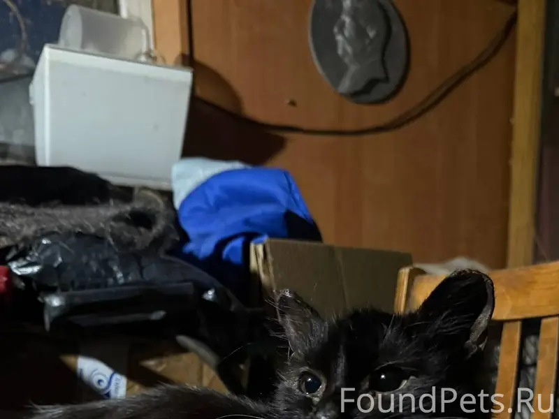Найден кот/кошка (не удалось у...