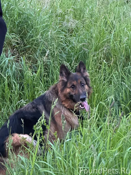 Потерялась собака в районе Лоп...