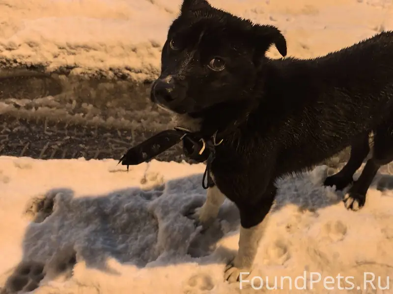 Бегает собака на Плехановской....