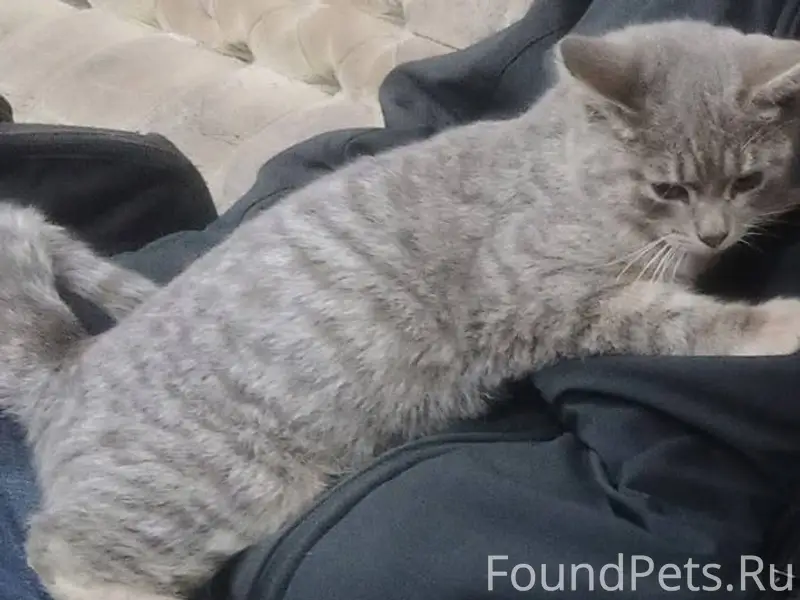 Пропал кот Серёга! просьба Все...