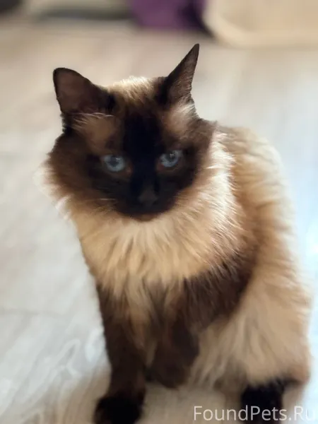 Пропал кот по кличке Тайсон. Р...