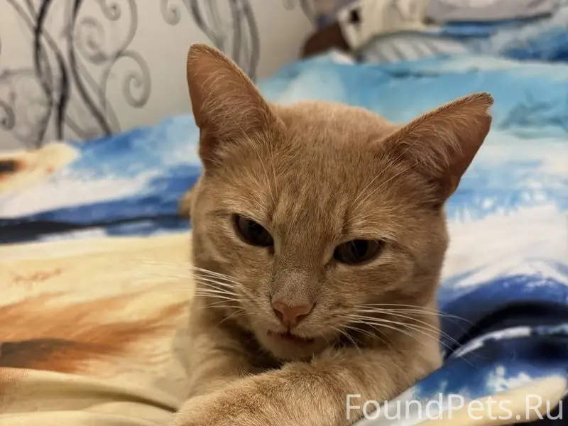 Пропал кот, возраст 3 года. Ош...