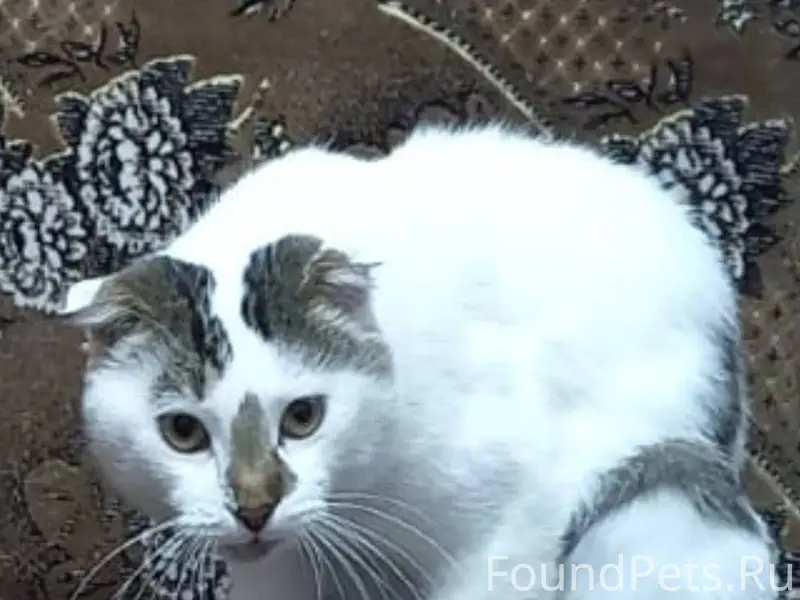 Добрый день Огромная просьба о...