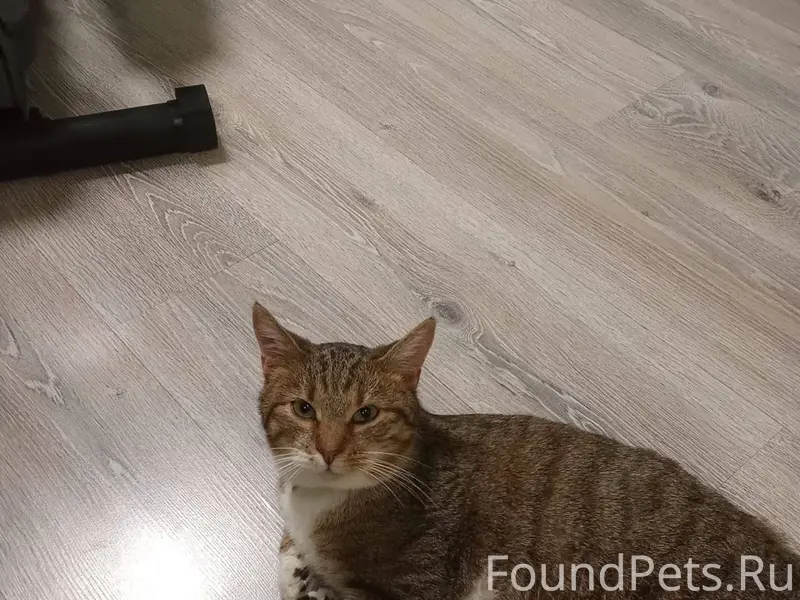 Вчера около 23 часов пропал ко...