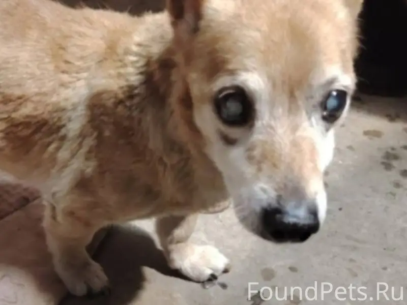 Орехово-Зуево ПОТЕРЯЛСЯ ИЛИ ВЫ...