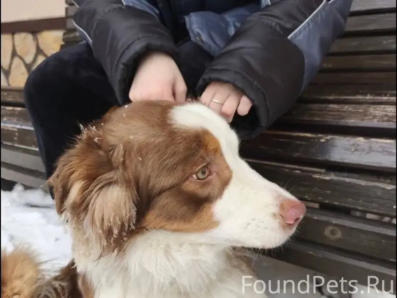 Найдена собака. Сейчас на пере...