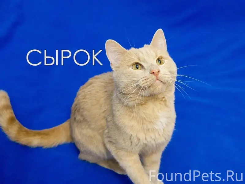 Кот Сырок, возраст примерно 3 ...