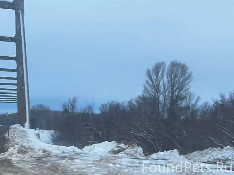 ❗ ❗❗ ВНИМАНИЕ ❗❗❗❗ ПОИСК СОБАК...