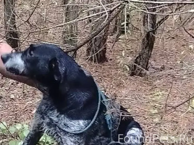 10.01.26года пропала собака в....