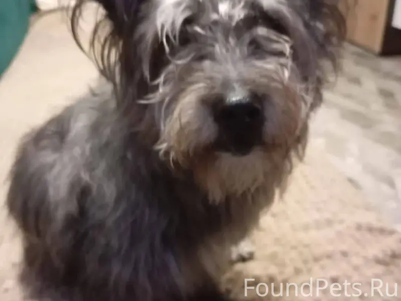 Убежала моя собака по кличке Ч...