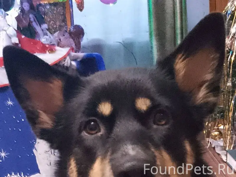 ‼️Срочно! Протвино! Потерялась...