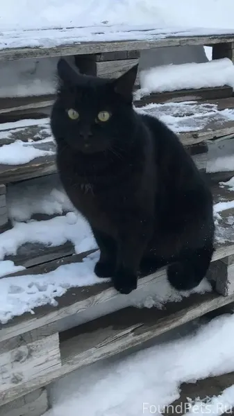 Здравствуйте! Пропал кот в пос...