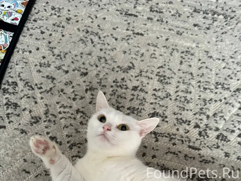 ПРОПАЛА КОШКА ! БЕЛАЯ , СУПЕР ...