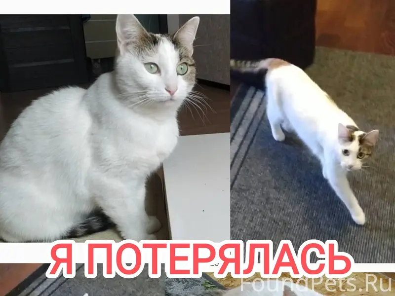 Пропала кошка! 5 января в снт....