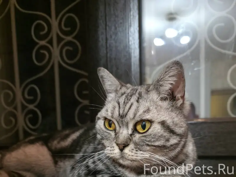 Найдена кошечка🐈‍⬛ Увязалась з...