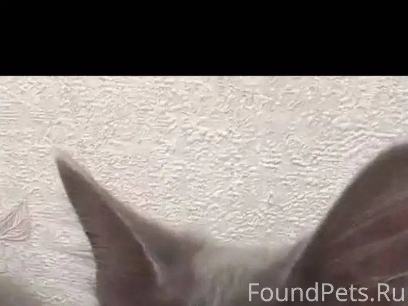 ПОТЕРЯЛСЯ КОТ ГОРОД. СОЧИ ЗОВУ...