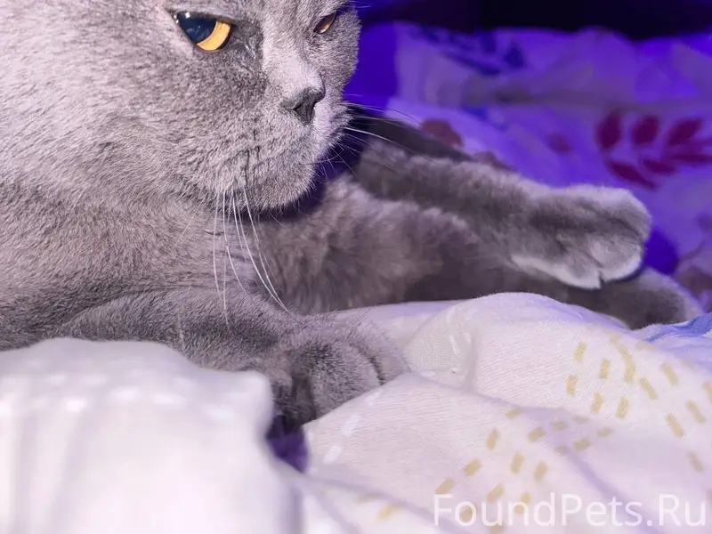 В солнечном, на Тархова найден...