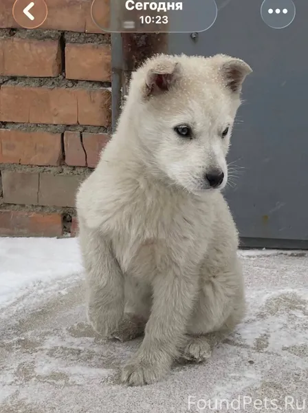 Улан-Удэ Найден щенок. Оч крас...