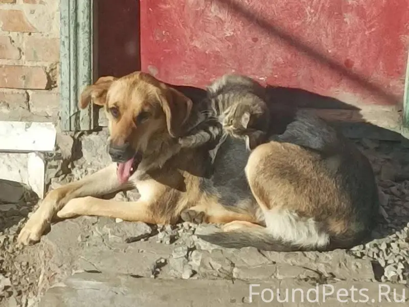 Пропала собака. Отзывается на ...