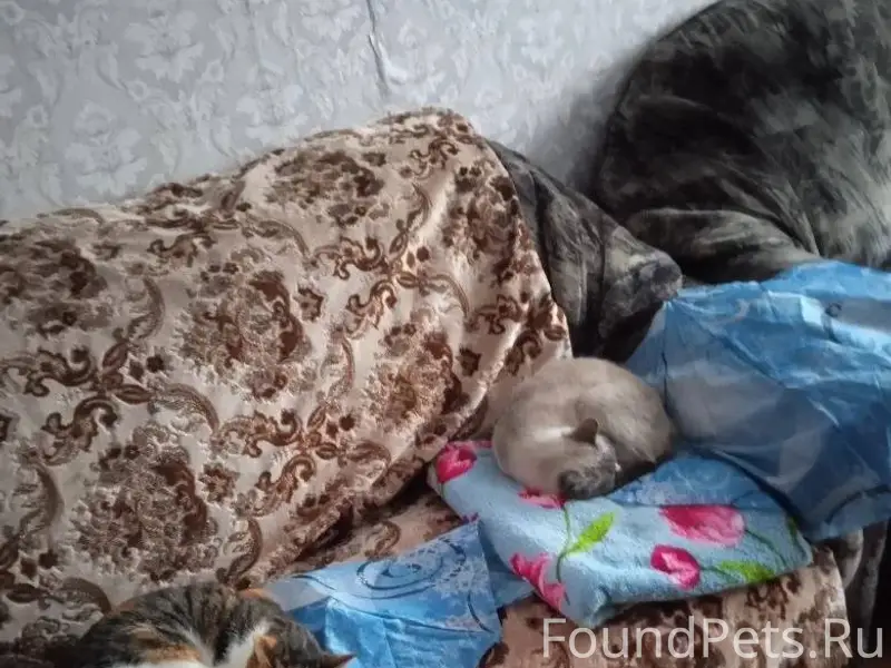 Доброе утро! Пропала кошка трё...