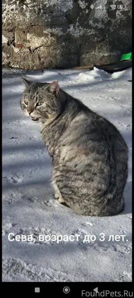 На срочном пристройстве молодо...