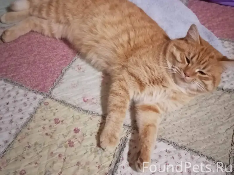 Пропал кот в районе старого кл...